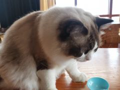 -蓝鲸·缅因猫舍