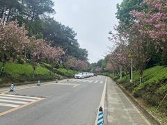 -铁山坪森林公园