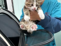 -中农大我爱我爱动物医院·核磁CT·猫病·24小时夜诊中心(石佛营店)