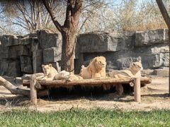 -北京野生动物园