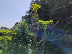 -海口火山口国家地质公园