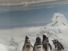 -上海海洋水族馆