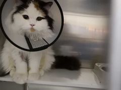 -芭比堂动物医院·犬猫全科·异宠专科(雁塔分院)