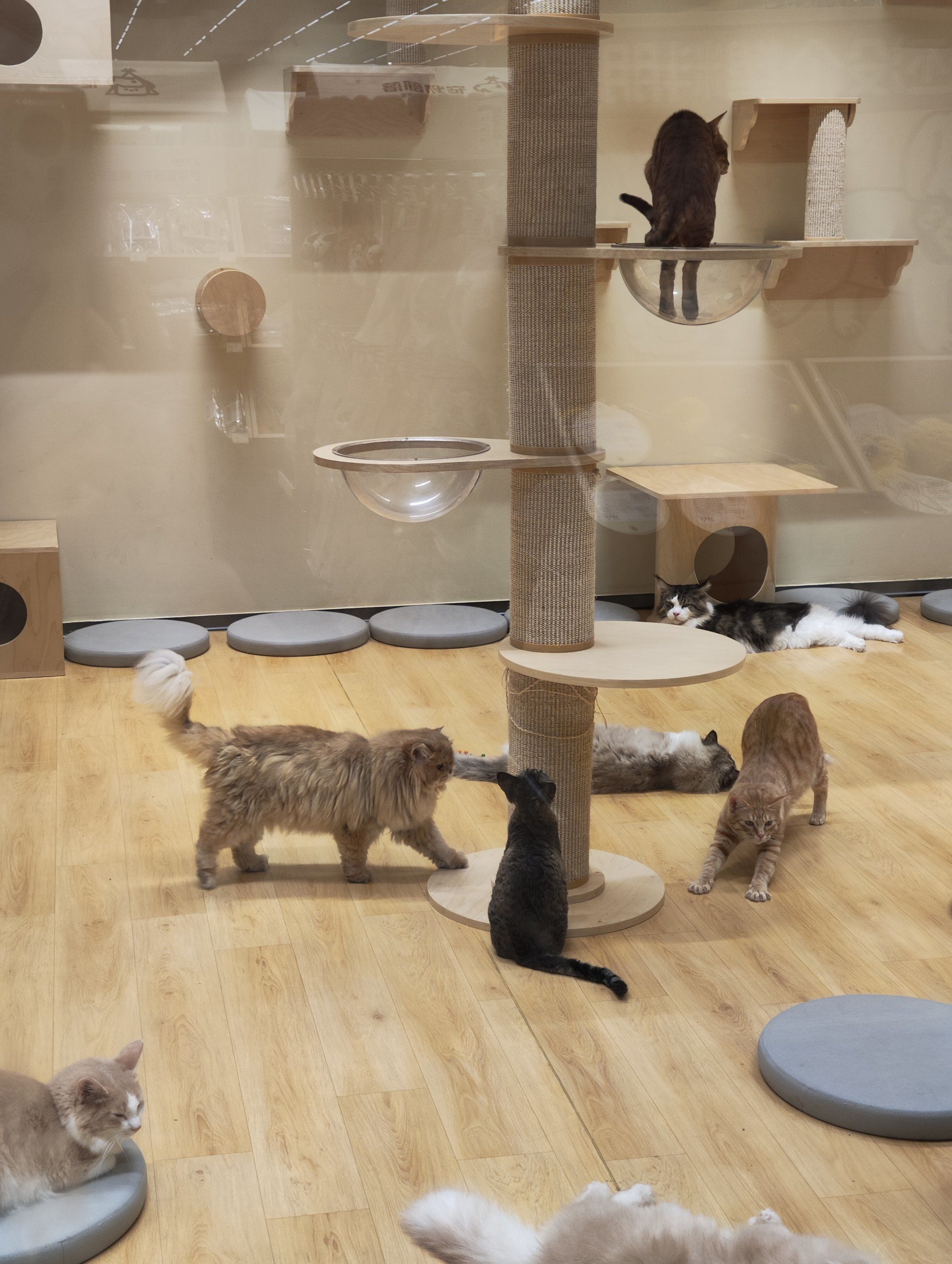 猫咪天地～宠物乐园