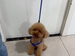 -佳雯宠物医院·皮肤科·内外科(春晓路分院)