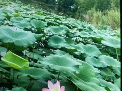 -滕州微山湖红荷湿地景区