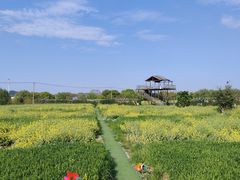 -苏州太湖西山岛开心农场