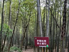 -上海佘山国家森林公园天马山园