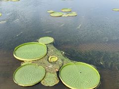 -荷塘月色湿地公园·向阳花洲