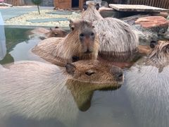 -郑州银基黄帝宫御温泉