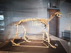 -北京周口店北京人遗址博物馆