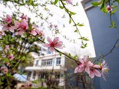 -金陵中学(河西分校)