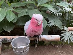 -南宫五洲植物乐园