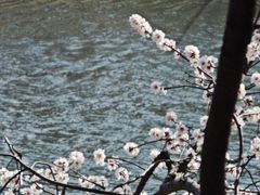 -桃花堤公园