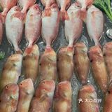 可以吃鱼饭啦潮汕菜