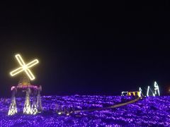 -大塘金香草谷
