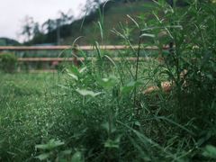 -下河湾农家乐