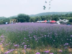 -大塘金香草谷