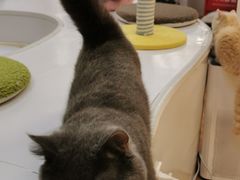 -COLOR PETS 撸猫馆·购猫·猫咖(长风大悦城店)