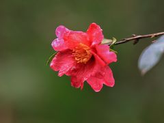 -上海吴淞炮台湾国家湿地公园