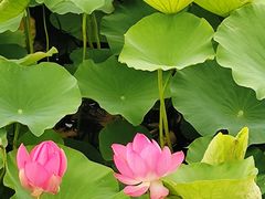 -羊亭河湿地公园