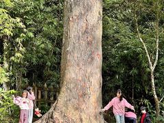 -海南热带雨林国家公园吊罗山景区