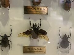 -上海昆虫博物馆