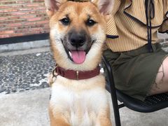 -柴犬高等学院·狗咖·柴犬售卖·宠物训练