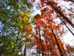 -国家植物园南园