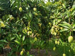 -海南热带雨林国家公园吊罗山景区