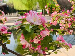 -海棠花溪(元大都城垣遗址公园)