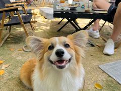 -J Create城市露营咖啡·简餐·宠物(上海动物园店)