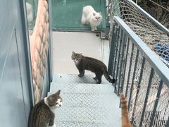 -喵屿·大理花园猫咖