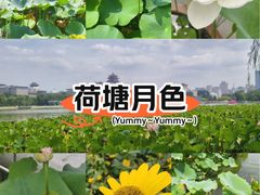 -莲花池公园
