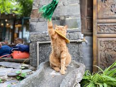 -喵屿·大理花园猫咖