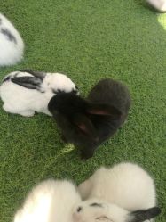 点击看大图 -萌宠亲子动物乐园(槐房万达店)