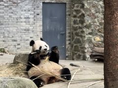 -都江堰中华大熊猫苑