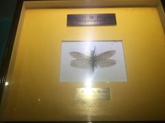 -上海昆虫博物馆