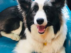 -Goku PET SHOP宠物视觉生活馆(双井店)