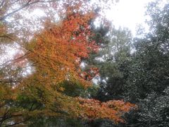 -西湖外事游船(花港观鱼码头)