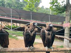 -西霞口神雕山野生动物世界