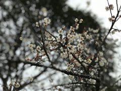 -马峦山郊野公园