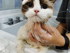-老吴的猫·猫舍(新区店)