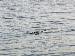 -丁香湖公园