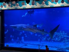 -烟台海昌鲸鲨海洋公园