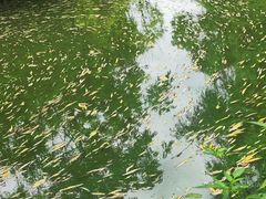 -同里国家湿地公园