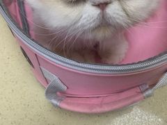 -艾贝尔宠物医院·狂犬免疫点(江山金象城店)