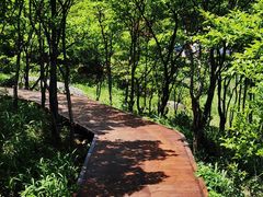 -大围山国家森林公园