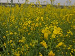 -光明小镇欢乐田园