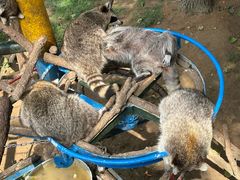 -西霞口神雕山野生动物世界